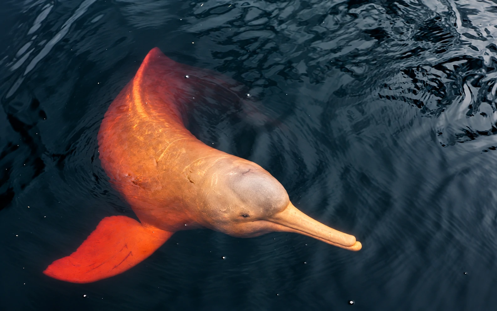 Delfín rosado nadando en las aguas de la Amazonía peruana
