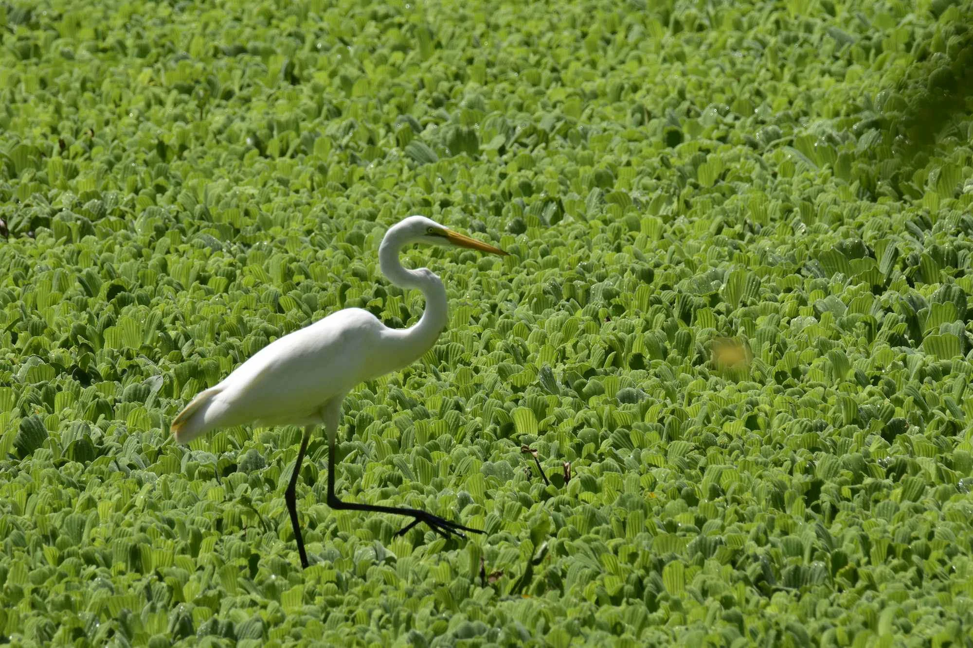 Aves emblemáticas