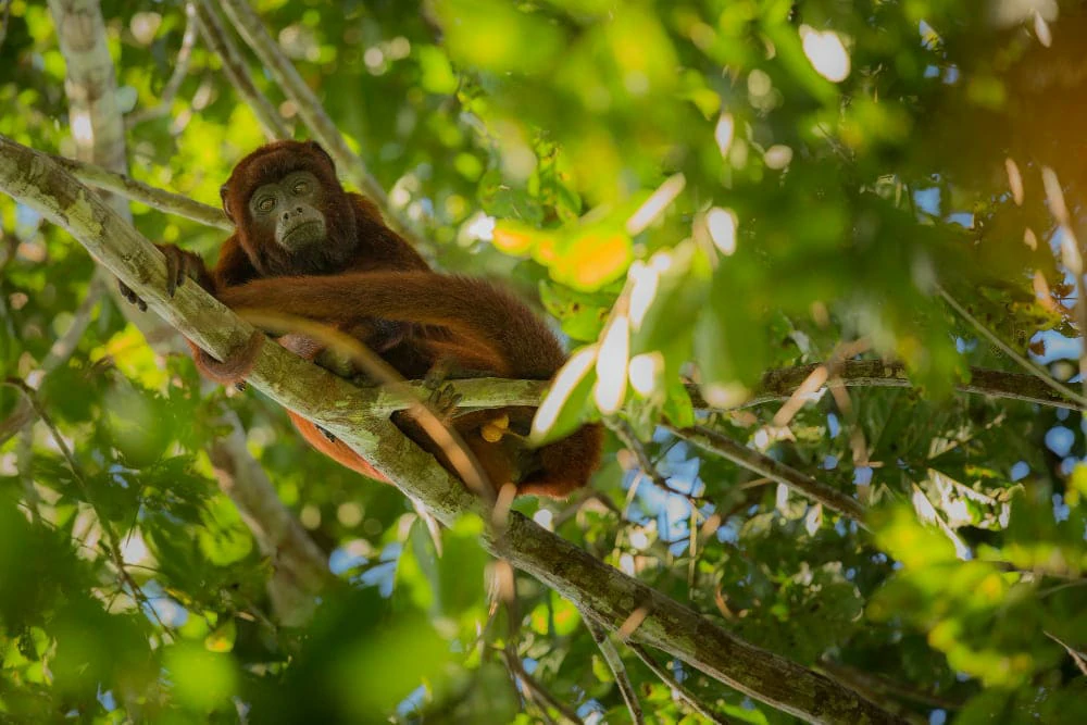 Primates